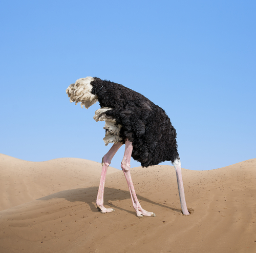 ostrich with head in the sand